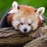 Image result for Cute Bear Pics