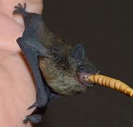 Image result for Common North American Bat Species