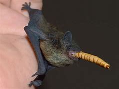 Image result for Smallest Bat Species