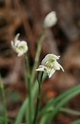 Image result for Galanthus nivalis Irish Green