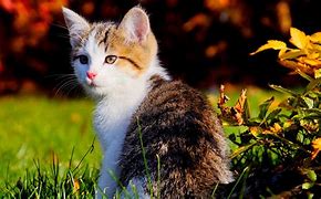 Image result for Beautiful Cute Wallpapers