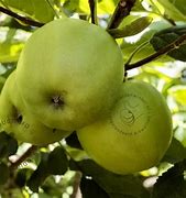Image result for Malus domestica Dubbele Griet