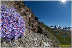 immagini piã di fiori fiori di montagna flowers altitude flores de altitud immagini piã di fiori fiori di montagna flowers altitude flores de altitud