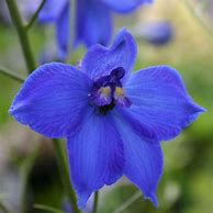 Image result for Delphinium Atlantis (Belladonna-Group)