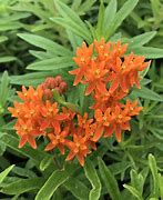 Image result for Asclepias tuberosa