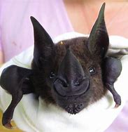 Image result for Bat Face Horned Nose