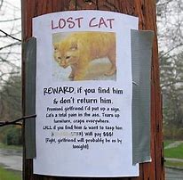 Image result for Missing Cat Meme