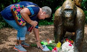 Image result for Harambe Kid Today