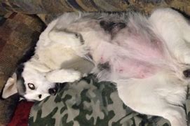 Image result for Jenna Husky Expecting