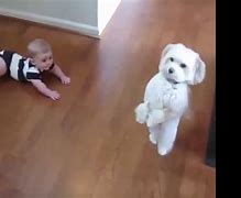 Image result for Dancing Dog Funny