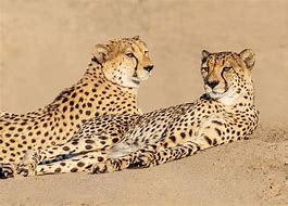 Image result for Cheetah Screensaver