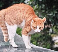 Image result for Angry Cat Full Body
