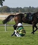 Image result for Race Horse Photography