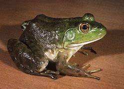 Image result for Frog Dewlap