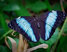 Image result for blue morpho butterflies