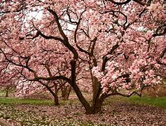 Image result for Magnolia Tree Pink Flowers
