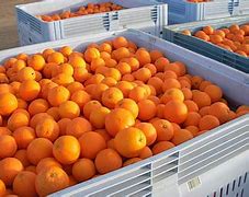 Image result for Fresh Orange Fruit Basket