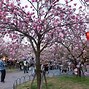 Image result for Osaka Sakura Season