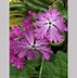 Primula sieboldii ਲਈ ਪ੍ਰਤੀਬਿੰਬ ਨਤੀਜਾ