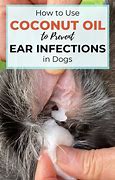 Image result for Coconut Oil in Dogs Ears