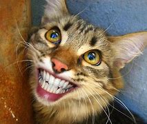 Image result for Cat with Moustache and Teeth Smiling Meme