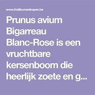 Image result for Prunus avium Bigarreau Blanc et Rose