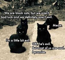 Image result for Angry Black Cat Meme