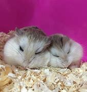 Image result for Robo Dwarf Hamster Babies