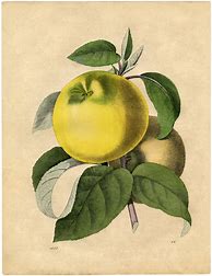Image result for Botanical Illustration/Art