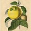 Image result for Antique Fruit Botanical Prints
