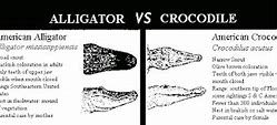 Image result for Crocodile Alligator Caiman Gharial