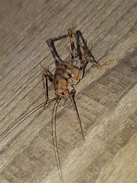 Image result for Spider Cricket Bite