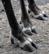 Image result for Hoofed Animals for Kids