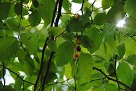 Image result for corylaceae