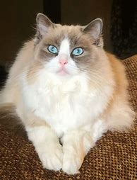 Image result for Mink Ragdoll Cat