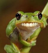 Image result for Funny Frog Smiles