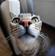 Image result for Dumb Cat Staring at the Camera