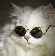 Image result for White Cat Glasses Wallpaper 4K