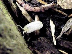 Image result for Rolly Polly Bug Larva