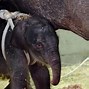 Image result for Oregon Zoo Elephant