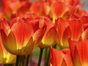 Tulipa Suncatcher के लिए छवि परिणाम