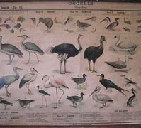 Image result for Species Chart