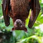 Image result for Bat-Eating