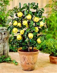 Image result for 5 Apple Tree