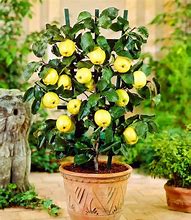 Image result for Apple Plant in Pot