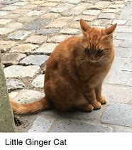 Image result for Funny Ginger Cat PFP Meme
