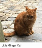 Image result for Ginger Cat Meme