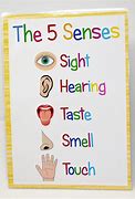 Image result for 5 Senses Display