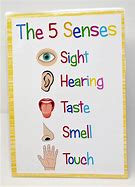 Image result for Five Senses Kids