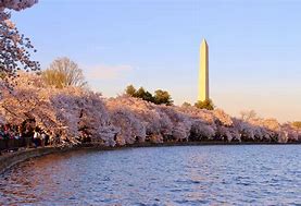 Image result for Washington Cherry Blossoms